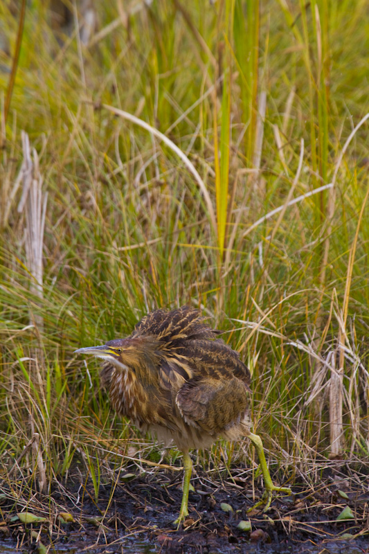 American Bittern